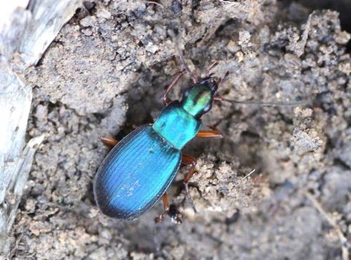 Chlaenius cyaneus